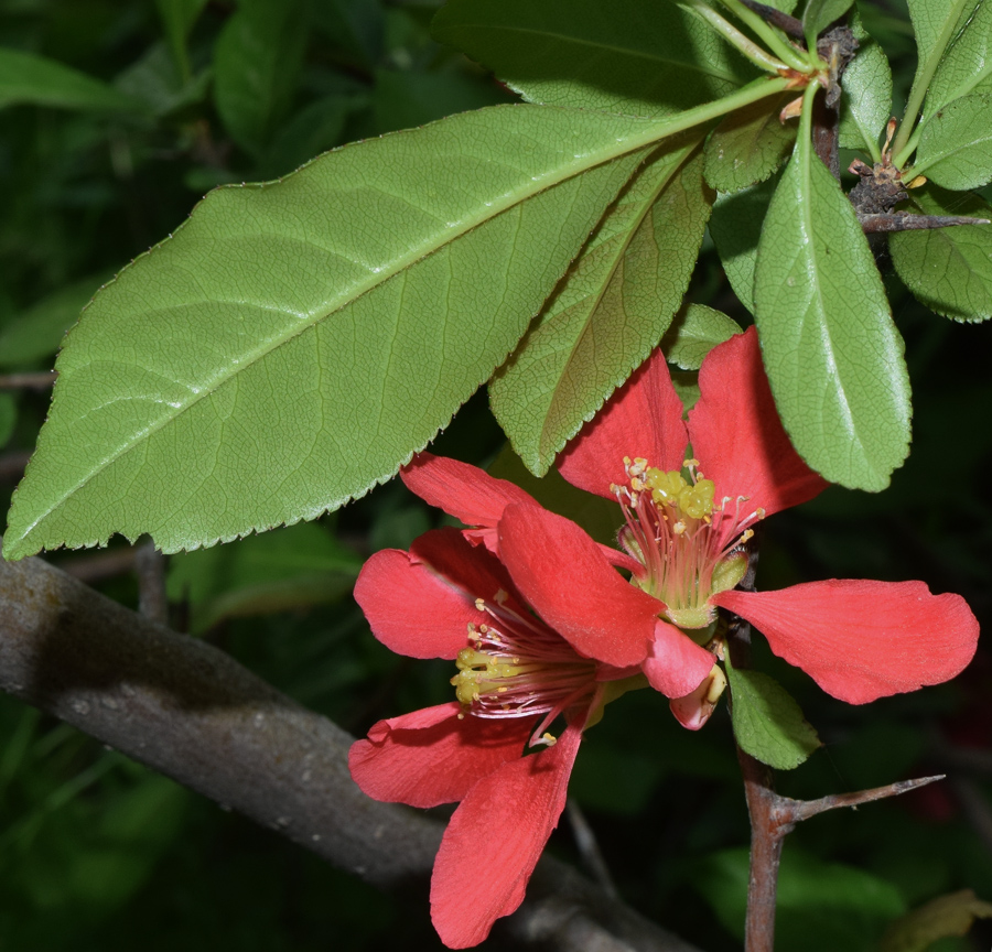 Image of Chaenomeles japonica specimen.