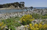 Corydalis speciosa. Куртина цветущего растения; на заднем плане - о. Орлинка с рощей Pinus densiflora. Приморский край, Хасанский р-н, Зарубинское гор. пос., окр. с. Витязь, каменистый берег бух. Тёплой. 09.05.2022.