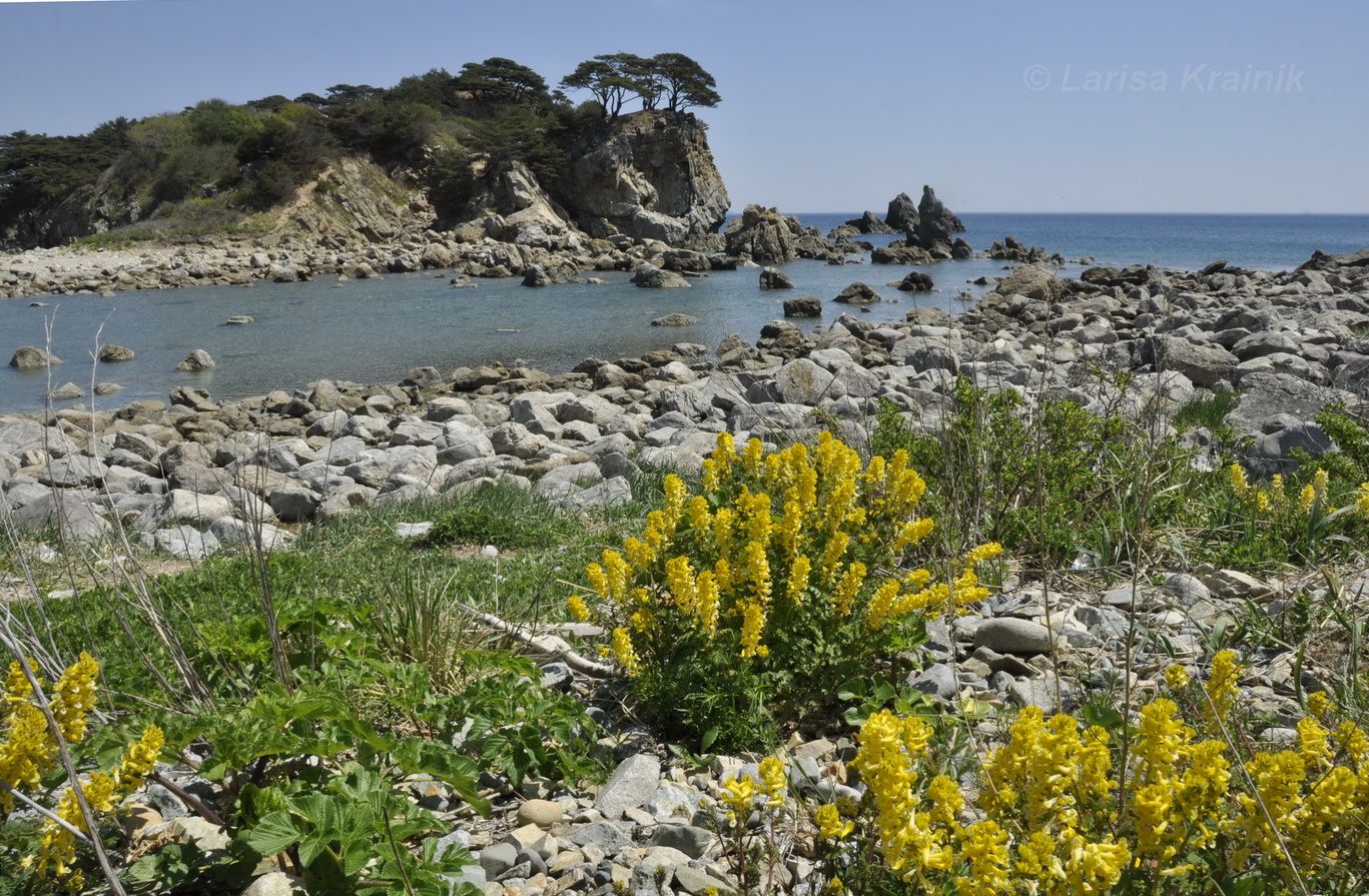 Изображение особи Corydalis speciosa.