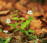 Pseudostellaria davidii