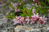 Amygdalus nana. Ветвь цветущего растения. Башкортостан, Зилаирский р-н, Верхнегалеевский сельсовет, окр. дер. Верхнегалеево, долина р. Сакмара, склон каменистого холма. 30 апреля 2022 г.