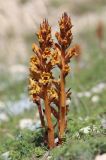 Orobanche subspecies xanthostigma