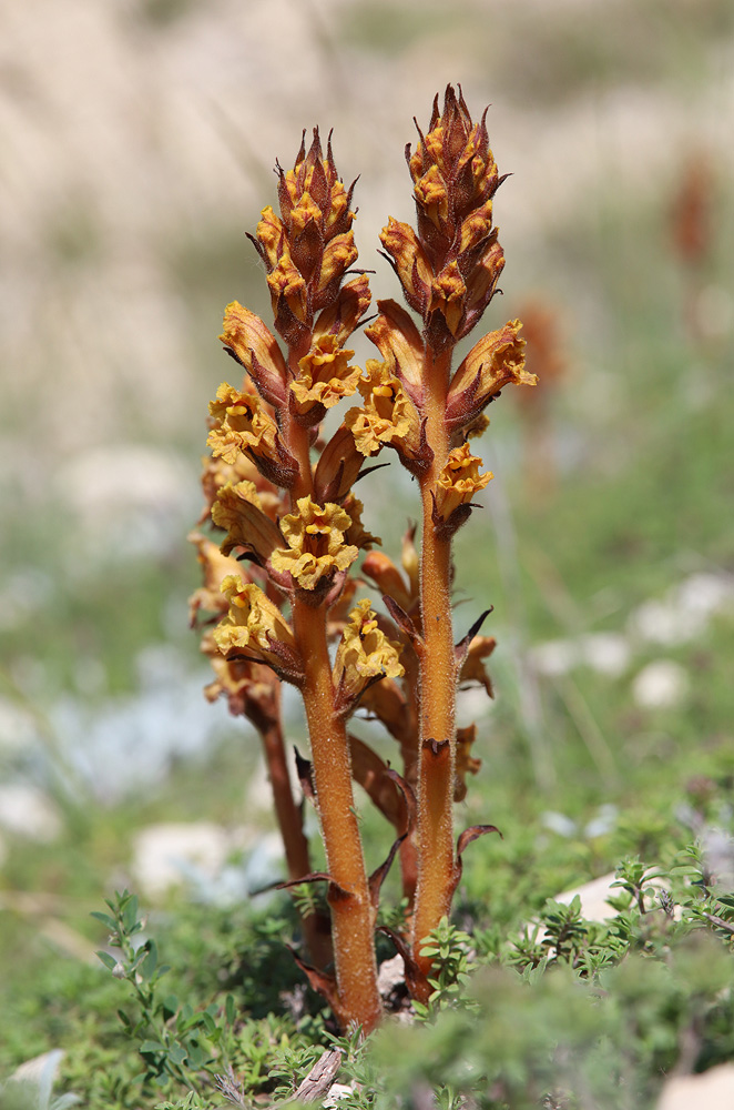 Изображение особи Orobanche alba ssp. xanthostigma.