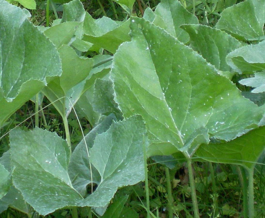 Image of Petasites spurius specimen.