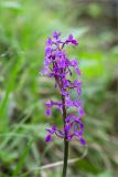 Orchis mascula