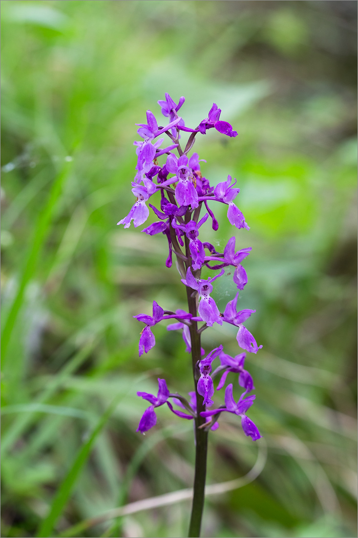 Image of Orchis mascula specimen.