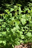 Aristolochia clematitis