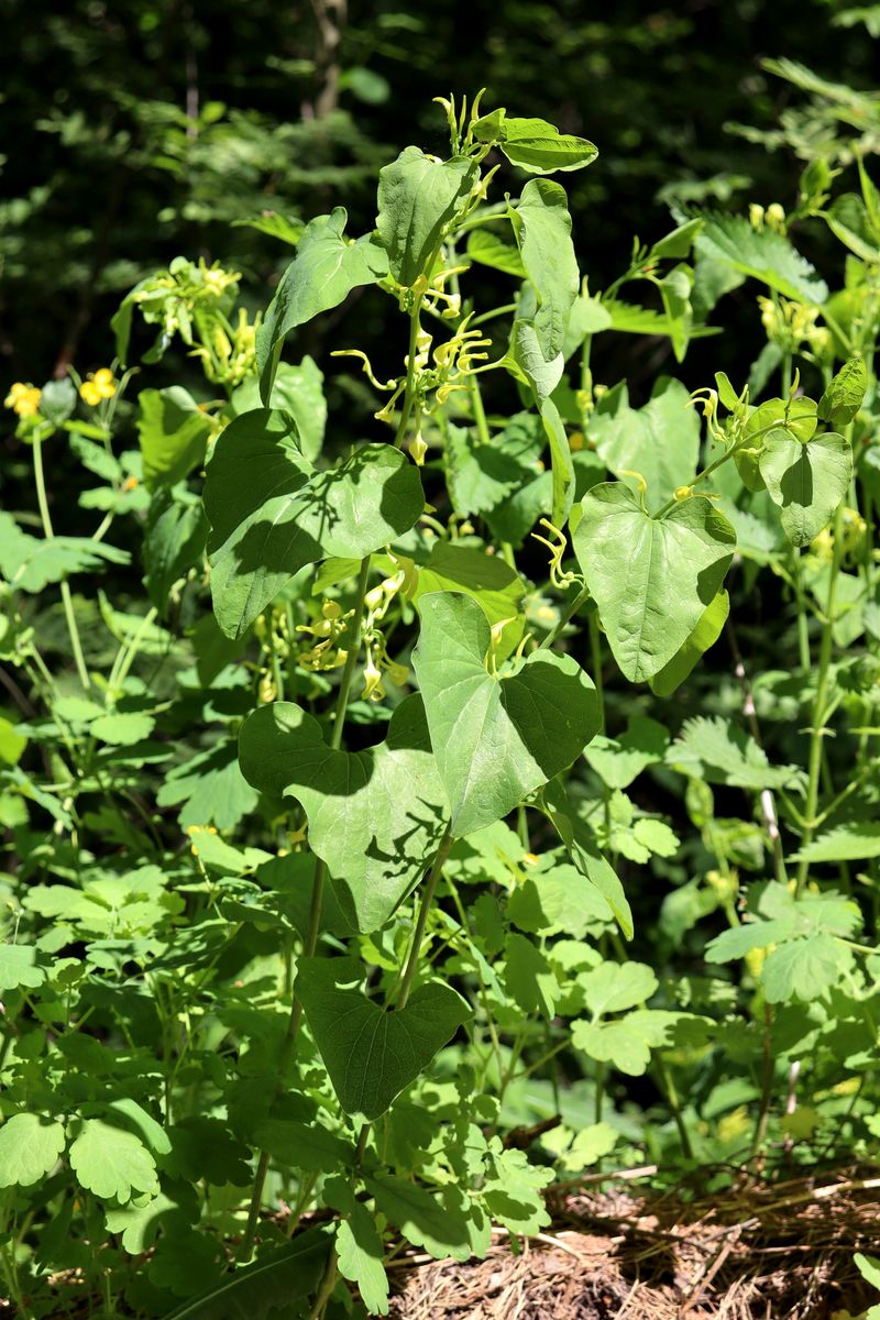 Изображение особи Aristolochia clematitis.