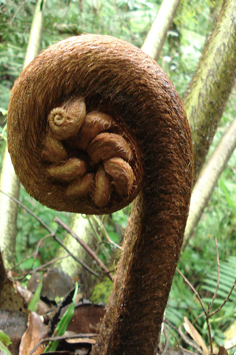 Image of Angiopteris evecta specimen.