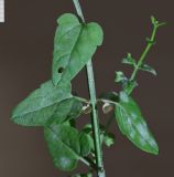 Image of taxon representative. Author is Николай Мыльников