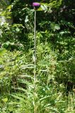 Cirsium heterophyllum