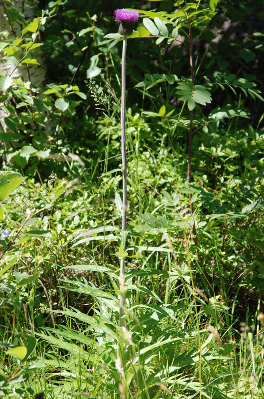 Изображение особи Cirsium heterophyllum.