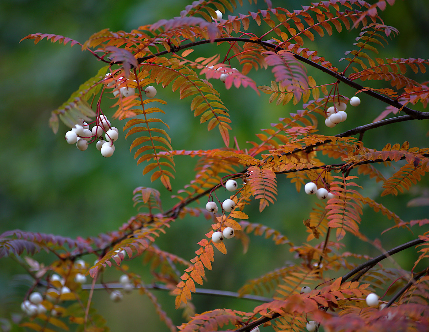 Image of Sorbus cashmiriana specimen.