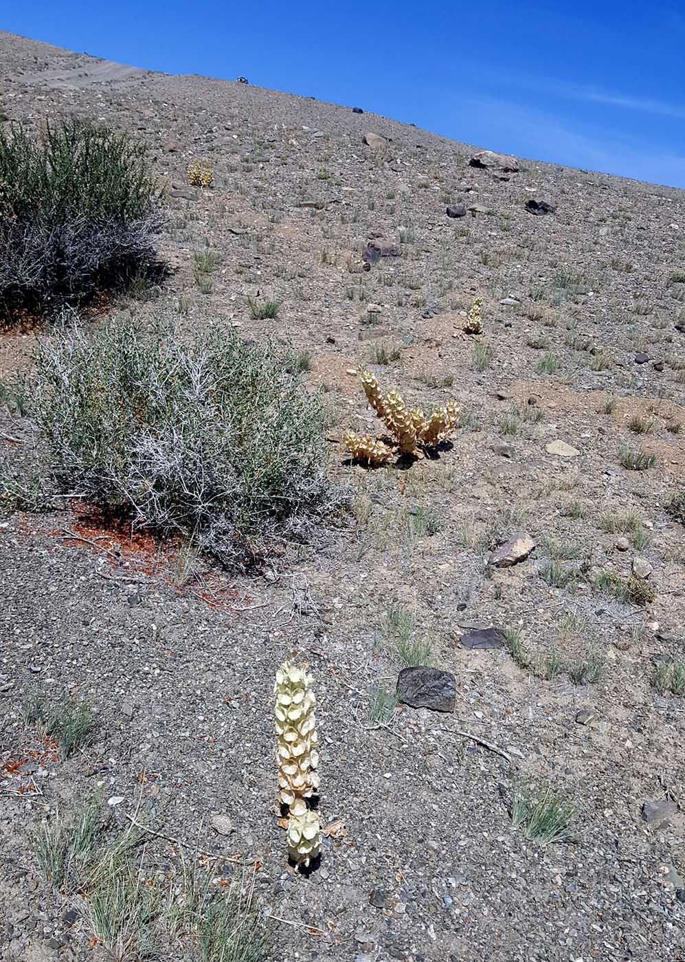 Image of Eremostachys molucelloides specimen.