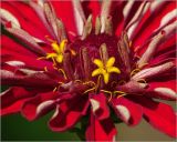 Zinnia elegans