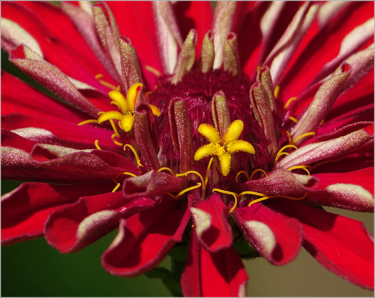 Изображение особи Zinnia elegans.