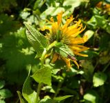 Inula orientalis