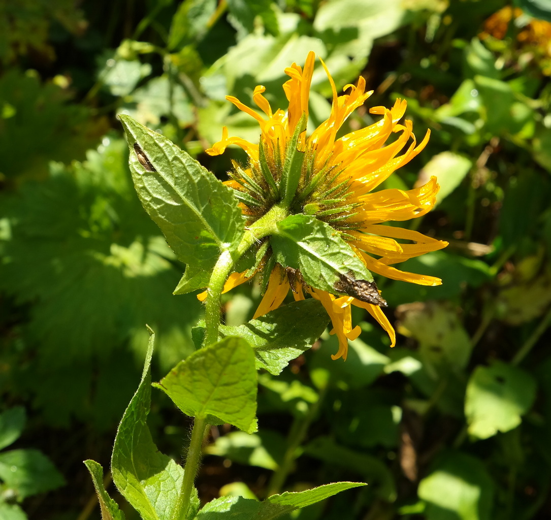 Изображение особи Inula orientalis.