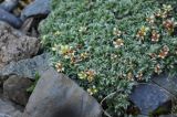 Sibbaldia tetrandra