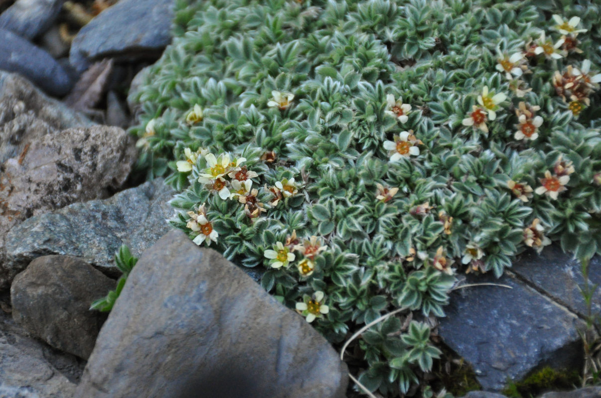 Image of Sibbaldia tetrandra specimen.