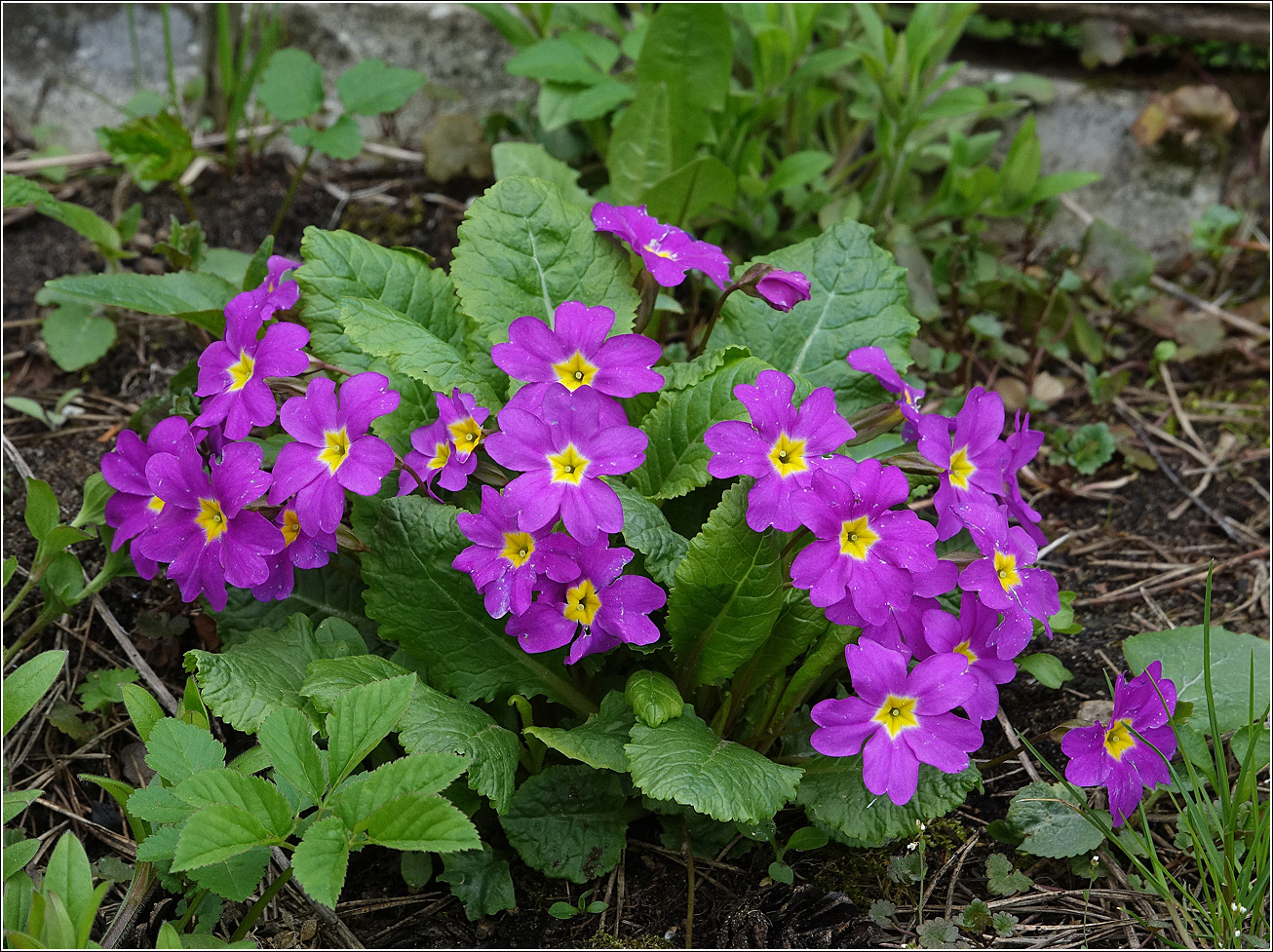 Image of Primula vulgaris specimen.