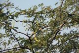 Prosopis pallida. Часть кроны с плодами и соцветиями. Индия, штат Гуджарат, округ Бхавнагар, национальный парк \"Блекбак Велавадар\". 11.12.2022.