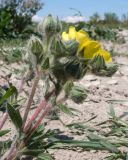 Potentilla taurica. Верхушка цветущего растения. Краснодарский край, м/о город-курорт Анапа, окр. пос. Супсех, остепнённый участок вдоль тропы на вершине горы. 07.05.2016.