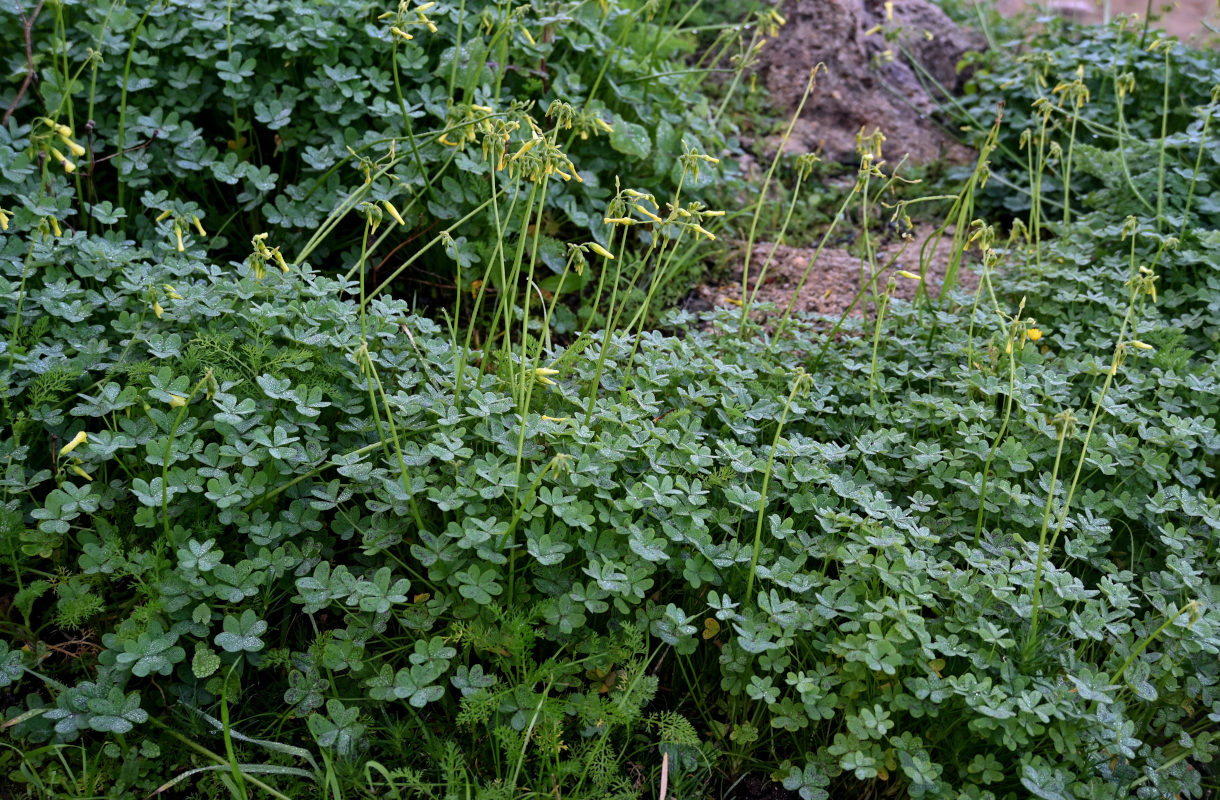 Image of Oxalis pes-caprae specimen.