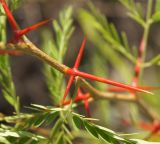 Gleditsia triacanthos