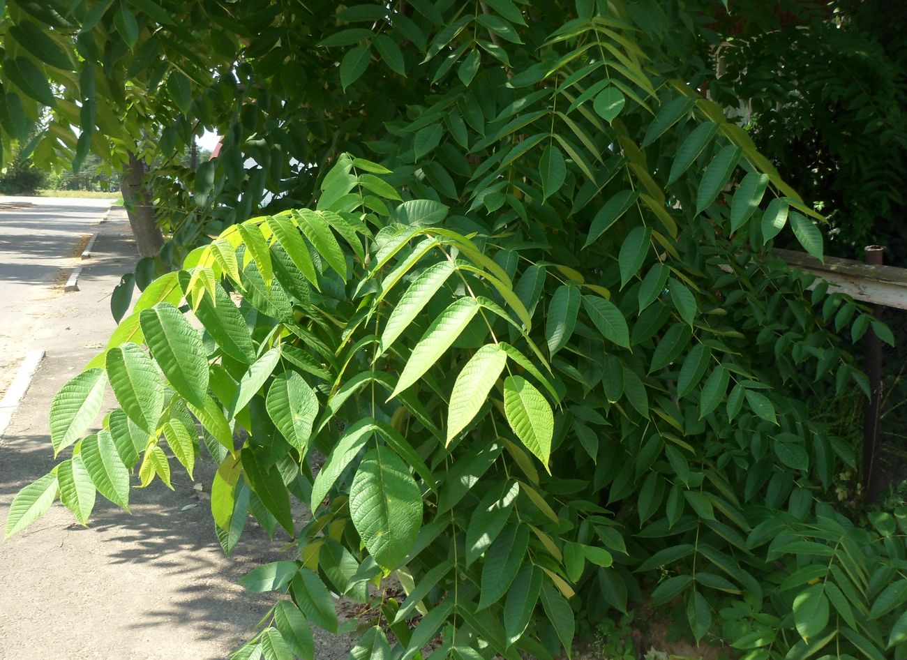 Изображение особи Juglans cinerea.