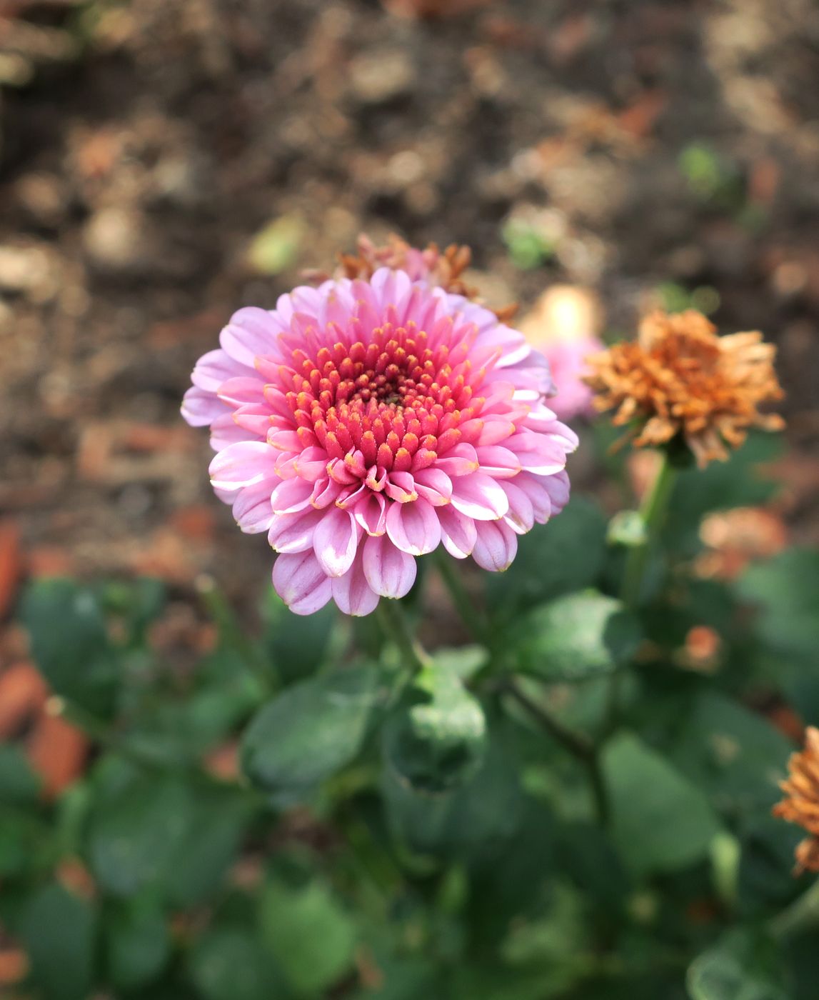 Image of Chrysanthemum indicum specimen.