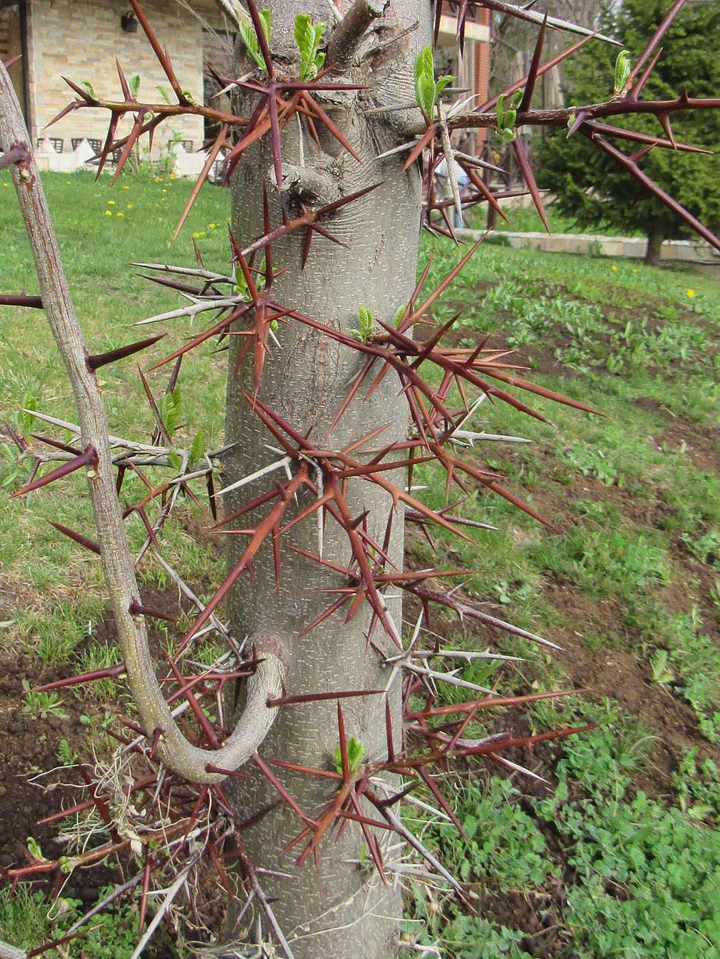 Изображение особи Gleditsia triacanthos.