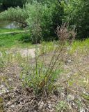 Artemisia campestris. Растение с прошлогодними высохшими побегами и молодыми листьями. Московская обл., г. Орехово-Зуево, Парковский мкр., ул. Набережная, берег реки Клязьма. 21.05.2016.