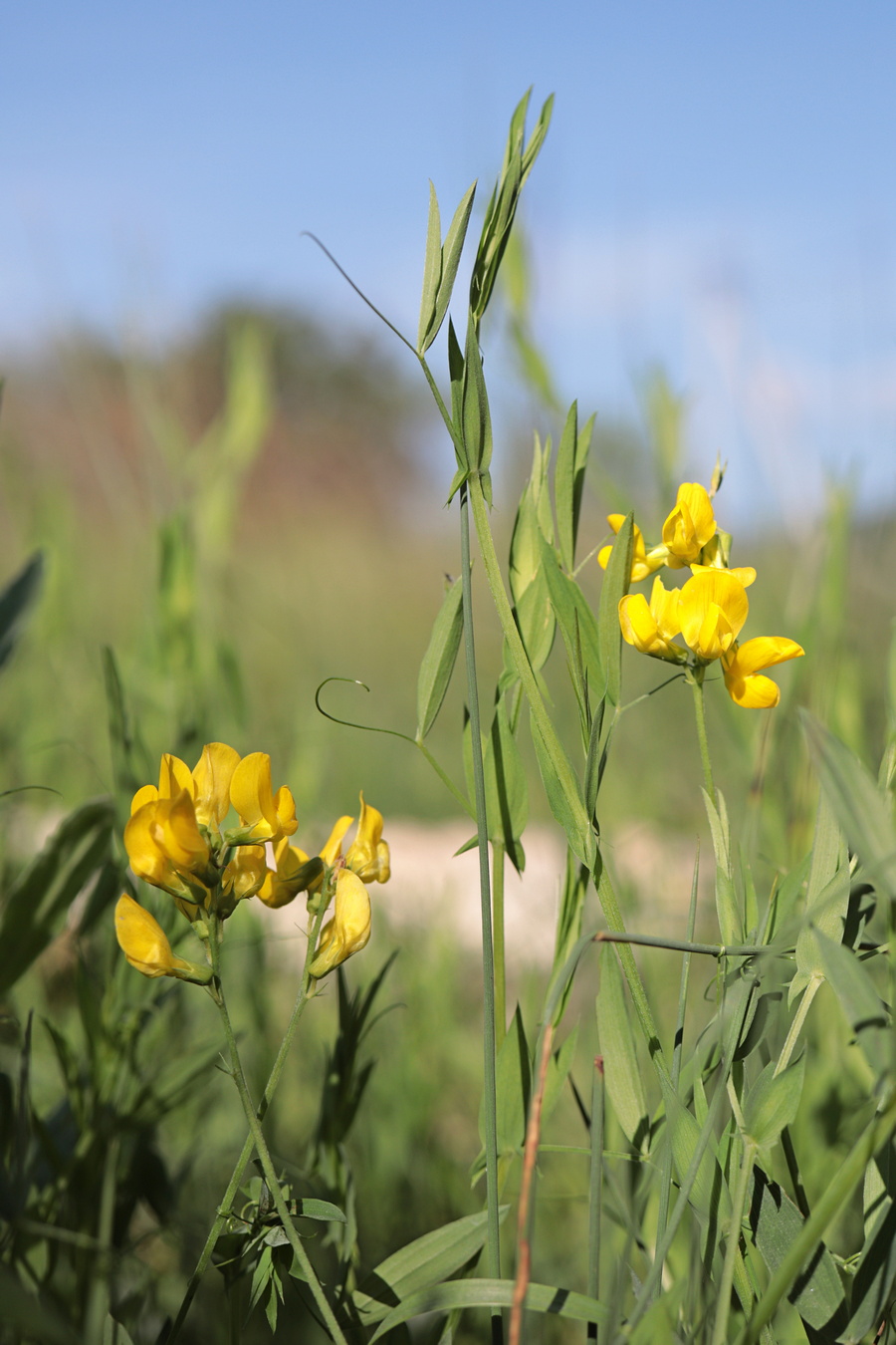 Image of Lathyrus pratensis specimen.