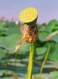 Nelumbo caspica