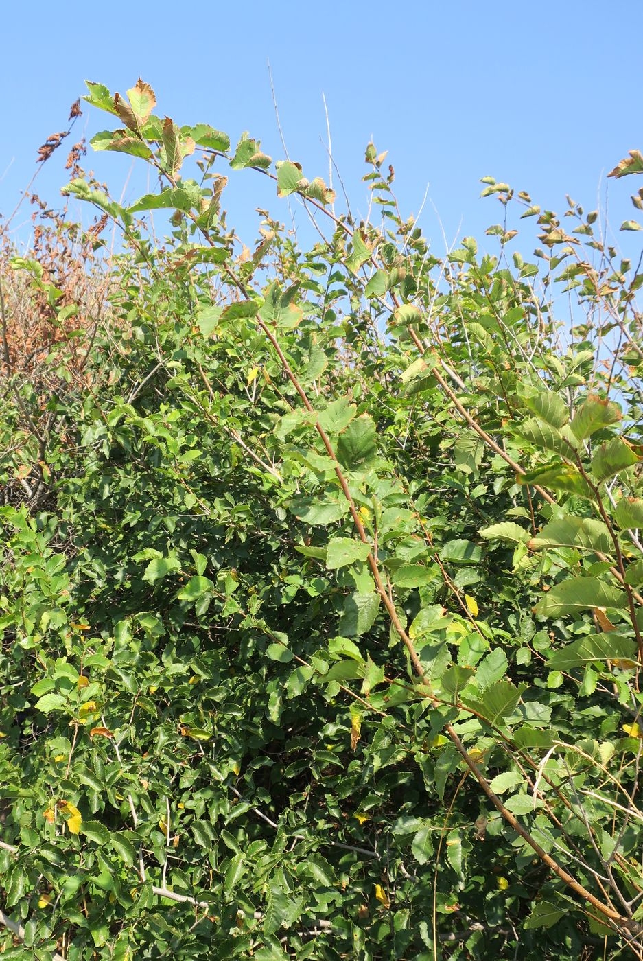 Image of Ulmus glabra specimen.