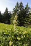 Veratrum grandiflorum. Цветущее растение. Приморский край, Чугуевский р-н, гора Снежная, выс. 1390 м н.у.м., разнотравный луг. 25.06.2023.