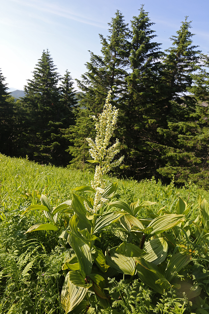 Image of Veratrum grandiflorum specimen.