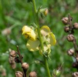 Verbascum virgatum. Часть стебля с бутоном, цветками и отцветшим цветком и верхушка соплодия. Чили, обл. Valparaiso, провинция Isla de Pascua, г. Hanga Roa, высокий берег океана, сообщество травянистых растений. 08.03.2023.