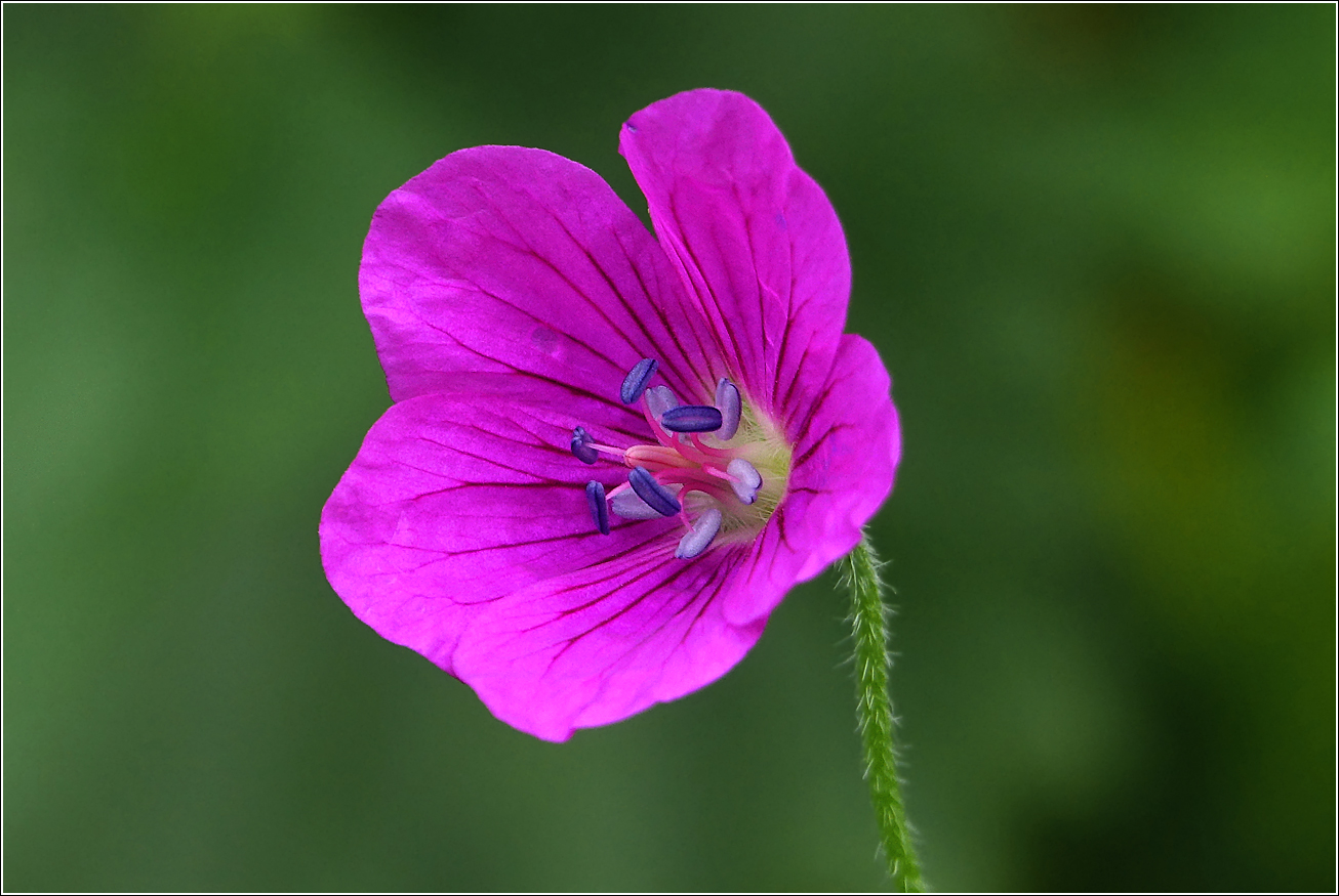 Изображение особи Geranium palustre.