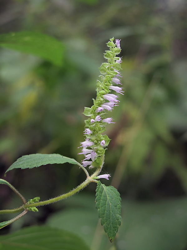 Изображение особи Elsholtzia ciliata.