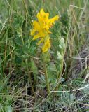 Corydalis gortschakovii