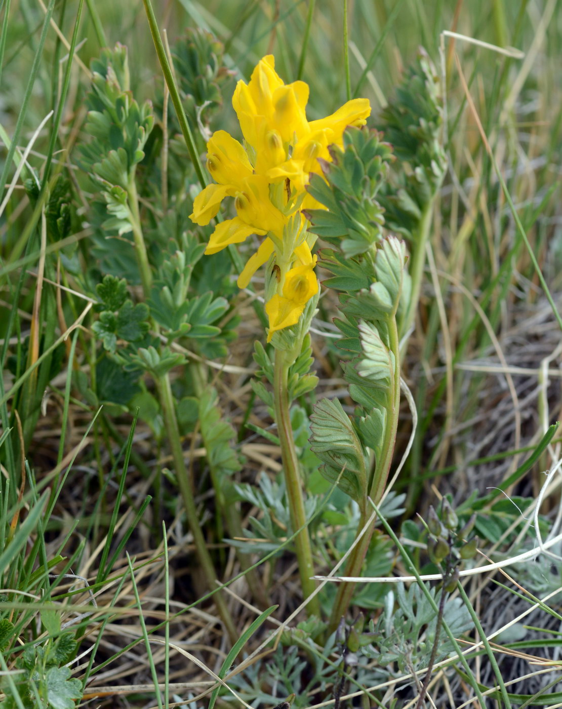 Изображение особи Corydalis gortschakovii.