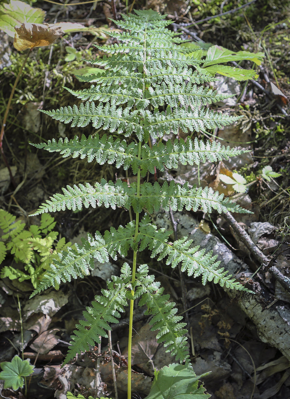 Image of genus Athyrium specimen.