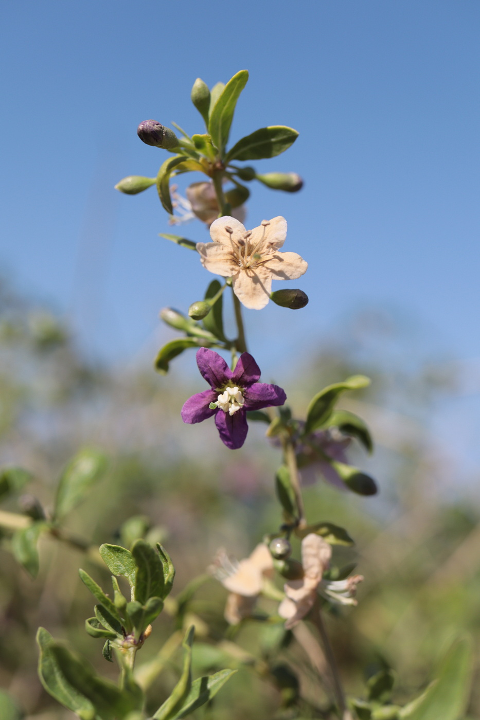 Изображение особи Lycium barbarum.