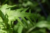 Cirsium heterophyllum. Средний стеблевой лист. Челябинская обл., Златоустовский гор. округ, национальный парк \"Таганай\", окр. приюта \"Таганай\", лес. 5 июля 2023 г.