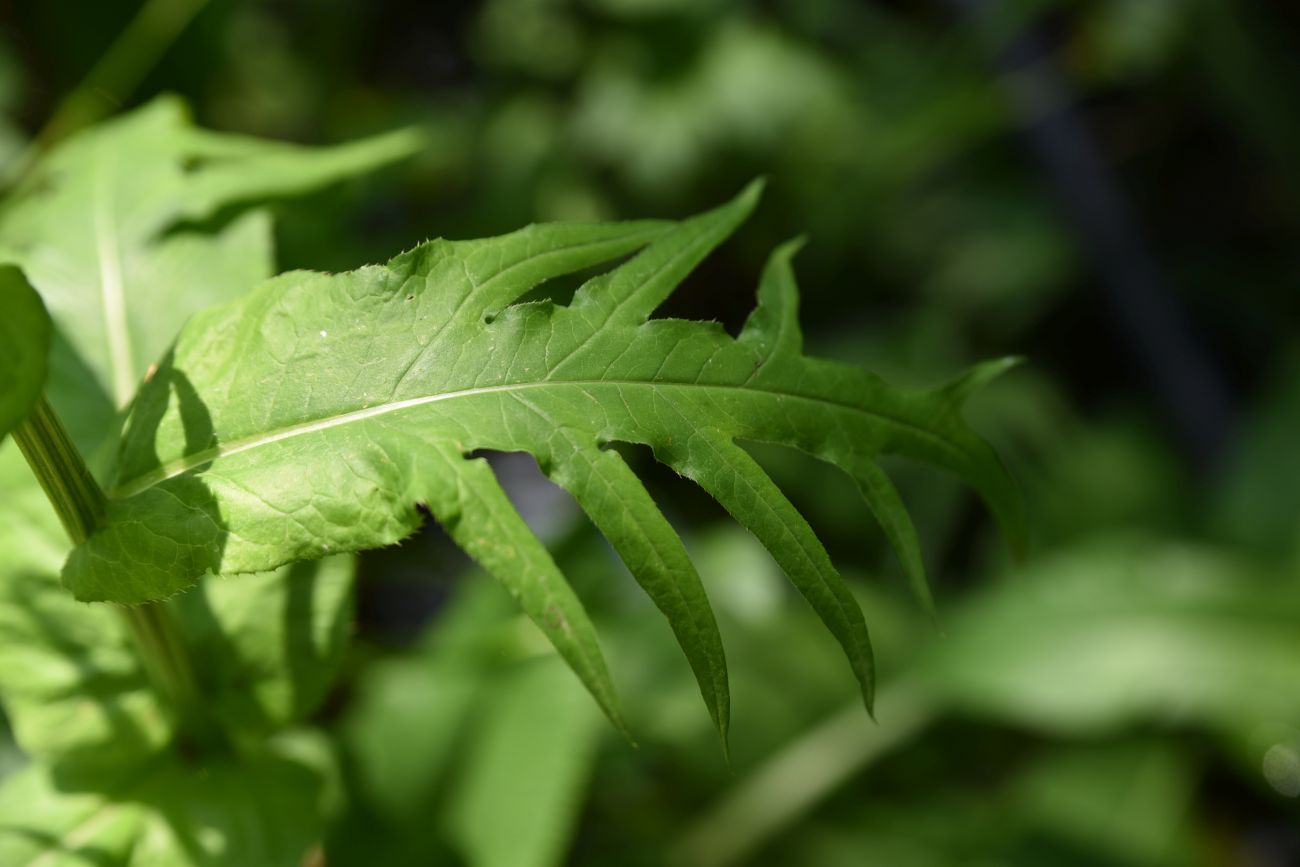 Изображение особи Cirsium heterophyllum.