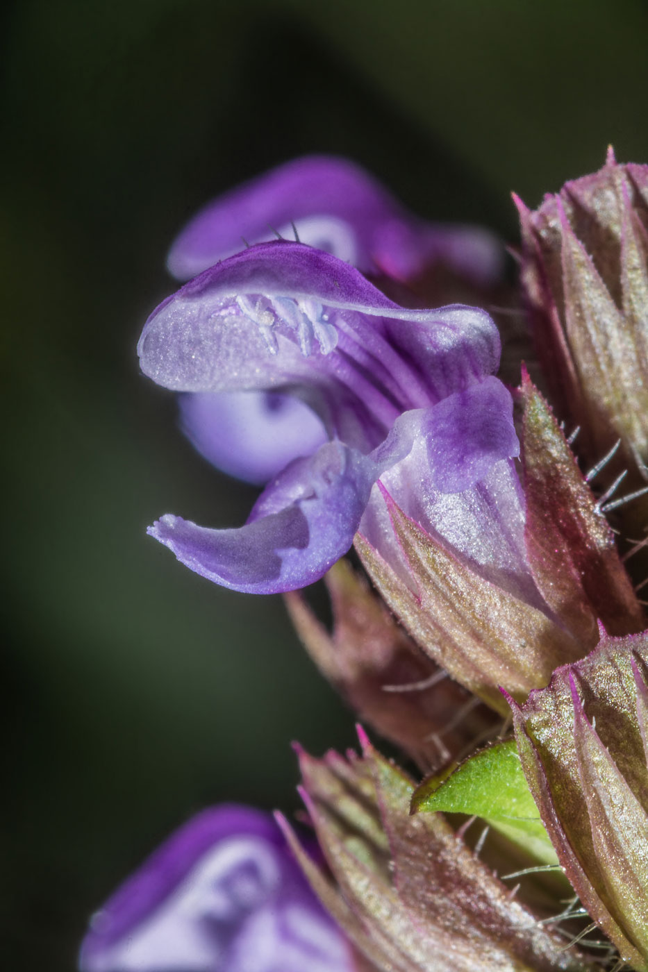 Изображение особи Prunella vulgaris.