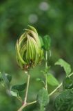 Astragalus glycyphyllos