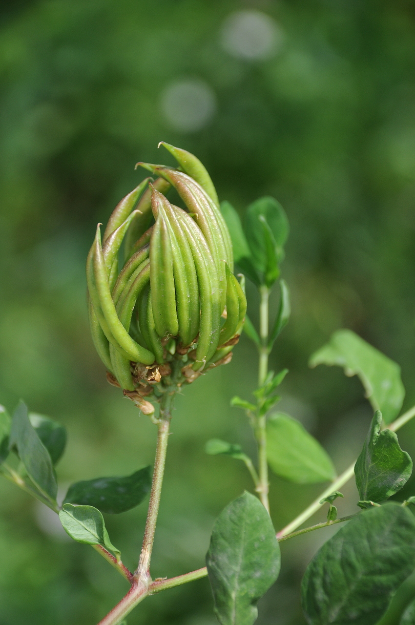 Изображение особи Astragalus glycyphyllos.